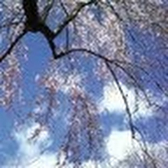 Meet your Posher, Jennifer - Picture 1 of 1